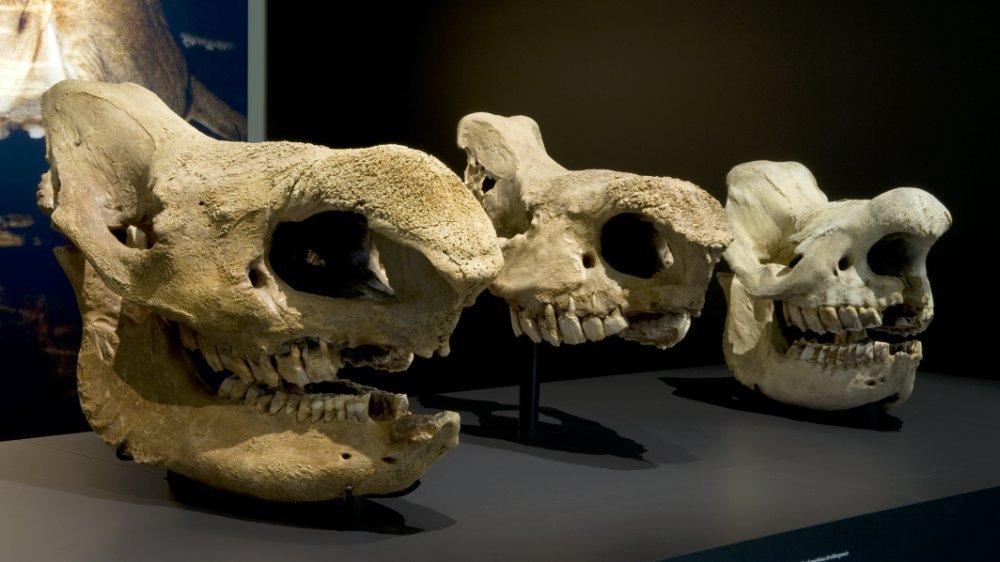 Steppennashorn (Stephanorinus hermitoechus), Waldnashorn (Stephanorinus kindbergensis) aus Neumark-Nord, circa 200.000 Jahre alt und rechts rezentes Nashorn (Diceros bicornis) aus Afrika, Leihgabe Museum für Naturkunde Berlin. © Landeamt für Denkmalpflege und Archäologie Sachsen-Anhalt, Andrea Hörentrup.