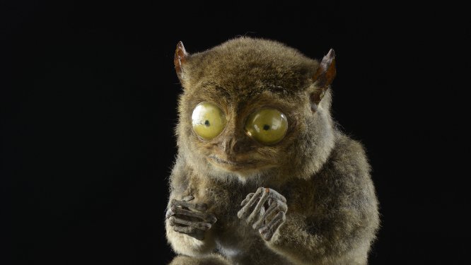 Koboldmaki (Tarsius tarsius); Leihgabe: Geiseltalsammlung/ZNS der Martin-Luther-Universität Halle-Wittenberg. © Landesamt für Denkmalpflege und Archäologie Sachsen-Anhalt, Juraj Lipták.