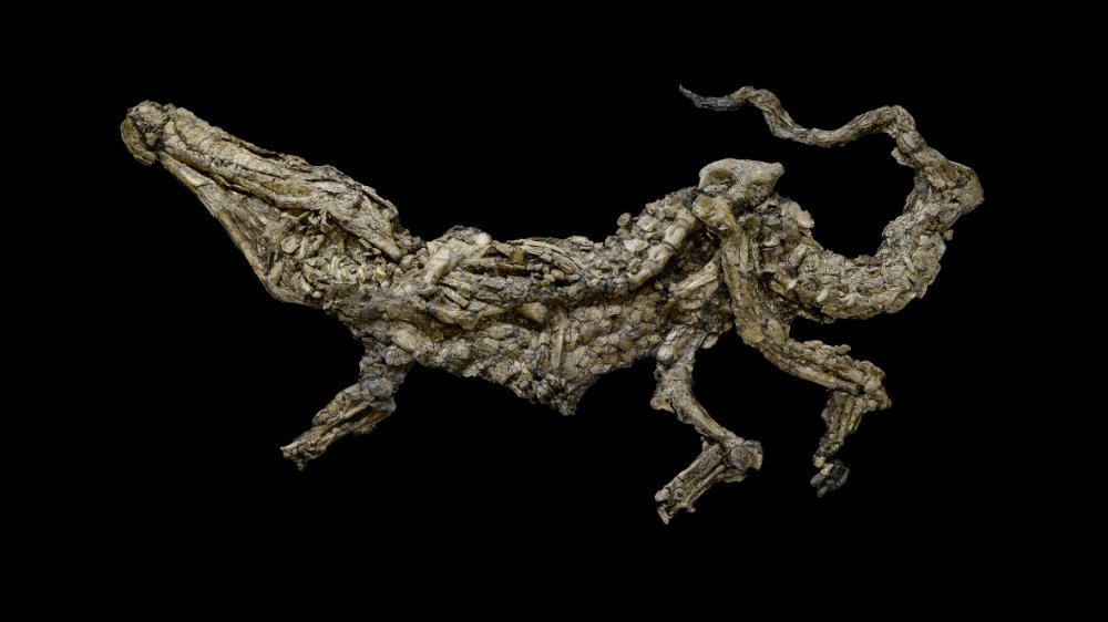 Landkrokodil (Boverisuchus magnifrons); circa 45 Millionen Jahre vor heute; Leihgabe: Geiseltalsammlung/ZNS der Martin-Luther-Universität Halle-Wittenberg.  © Landesamt für Denkmalpflege Sachsen-Anhalt, Juraj Lipták.